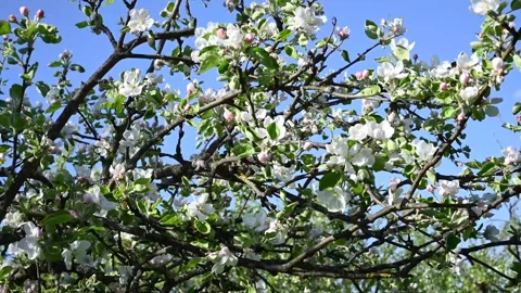 Blooming apple tree in spring in the wind against a blue sky background Stock Footage 255330375