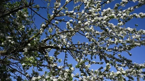 Blooming apple tree in spring in the wind against a blue sky background Stock Footage 267159003