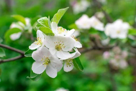 Blooming apple tree in springtime on a blurred background close-up. Selective Stock Photos