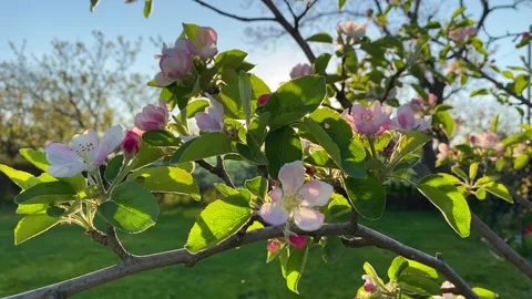 Blooming of the apple tree in springtime Stock Footage 168145253