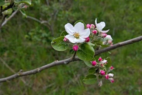 Blooming apple tree in springtime Stock Photos