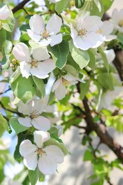 Blooming apple tree. Summer time. Stock Photos