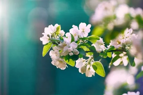 Blooming apple tree in the sun on a blue background Stock Photos