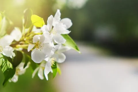 Blooming apple tree. Sun glare. Stock Photos