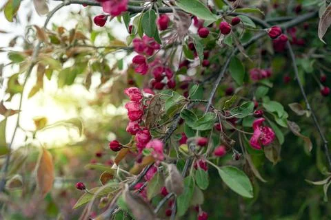 Blooming apple tree at sunset in a beautiful garden. Concept. postcard, scree Stock Photos