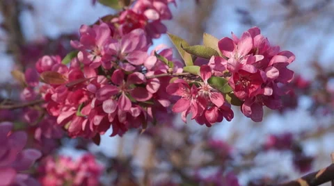 Blooming Apple Tree at Sunset Stock Footage 49743079