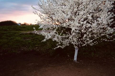 Blooming Apple Tree at Sunset Foto stock