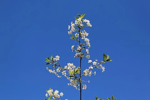 Blooming apple tree tending to the blue sky Stock Photos