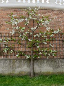 Blooming apple tree on trellis at brick wall. Stock Photos