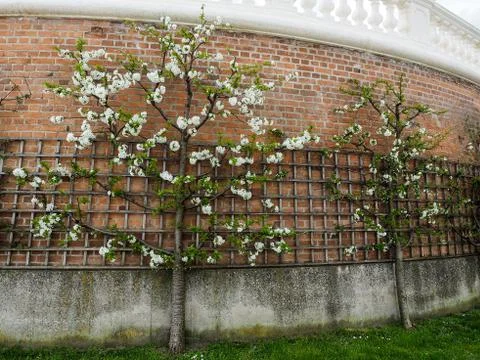 Blooming apple tree on trellis at brick wall. Stock Photos