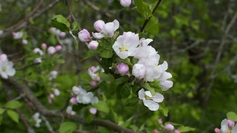 Blooming apple tree twig, spring concept Stock Footage 147962062