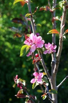 Blooming apple tree vertical Stock Photos