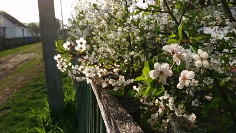 Blooming apple tree with white flowers at rain in spring Stock Footage 113494544