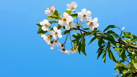 Blooming apple tree. White  flowers on background of blue sky. Close-up. Vidéo gratuite 129895846