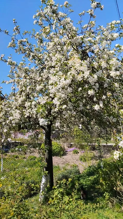 Blooming apple tree with white flowers against blue sky in spring Stock Footage 346400139