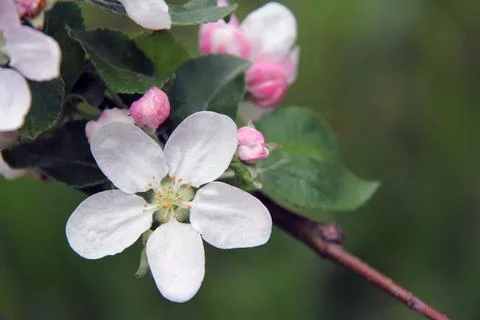 Blooming apple tree. White pink flower. Close-up of Stock Photos