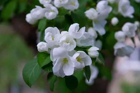 Blooming apple tree with white young petals and green foliage on a bright sun Stock Photos
