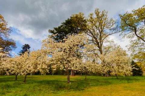 Blooming apple tree, wide angle shot with a dramatic sky. Stock Photos