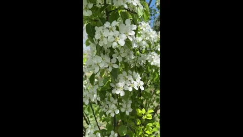 A blooming apple tree in the wind against the sky Stock Footage 273702520