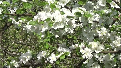 Blooming apple tree in wind Stock Footage 147461867