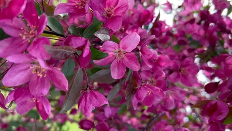 Blooming apple trees. Bright pink flowers in the garden. Stock Footage 196163771