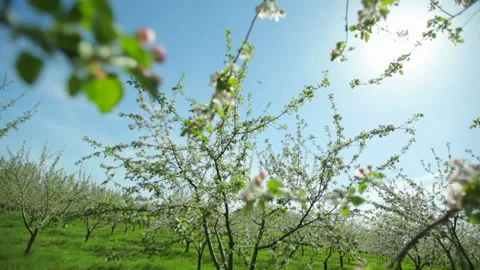 Blooming apple trees in early spring on a sunny day Stock-Footage 101470169