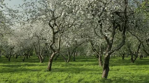 Blooming apple trees Video stock 12240217
