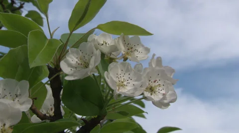 Blooming apple trees Stock Footage 31133929