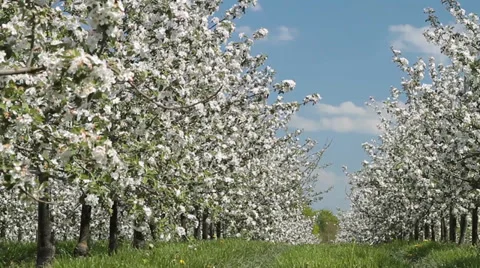 Blooming apple trees Stock Footage 37585597