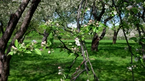 Blooming apple trees Stock Footage 65226595