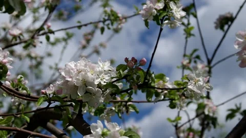 Blooming Apple trees Stock Footage 131396398