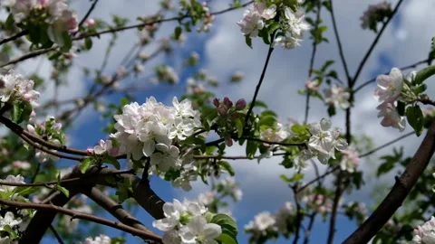 Blooming Apple trees Stock Footage 131396403