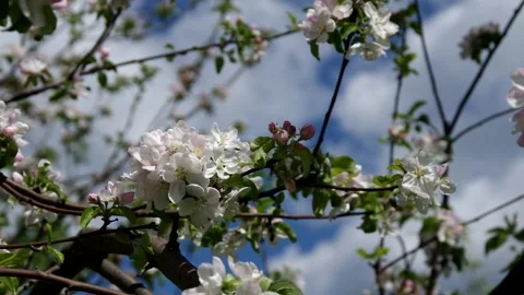 Blooming Apple trees Stock Footage 131396475