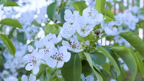 Blooming apple trees in the garden. 스톡 동영상 90797117