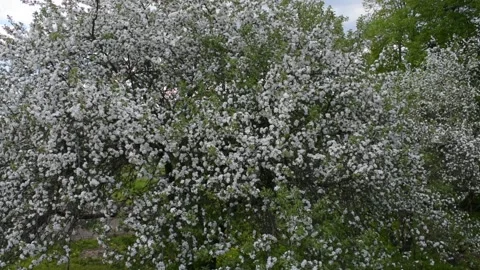 Blooming apple trees, high angle Stock Footage 146689862