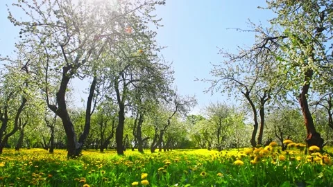 Blooming apple trees on the meadow with yellow dandelions. Stock Footage 172089521