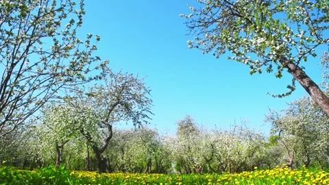 Blooming apple trees on the meadow with yellow dandelions. Stock Footage 172089538
