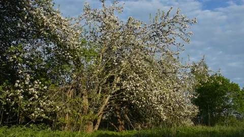 Blooming apple trees in the old garden Stock Footage 146689857