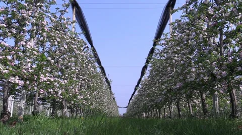 Blooming Apple Trees in Orchard with closed Hail Protection Net Video stock 49037371