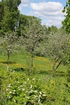 Blooming apple trees Stock Photos