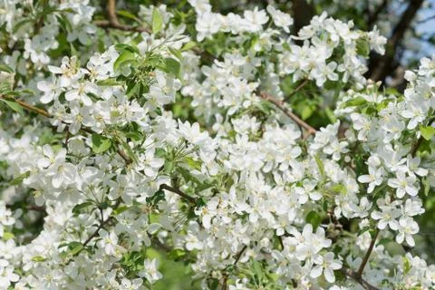 Blooming apple trees Stock Photos