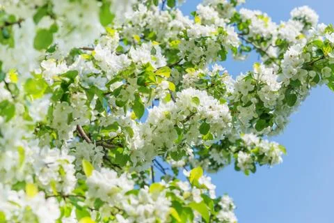 Blooming apple trees Stock Photos