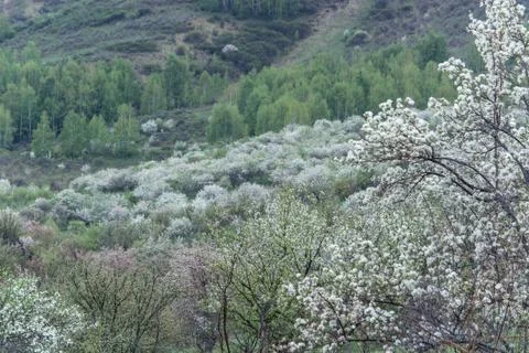Blooming apple trees. Stock Photos