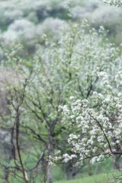 Blooming apple trees. Stock Photos