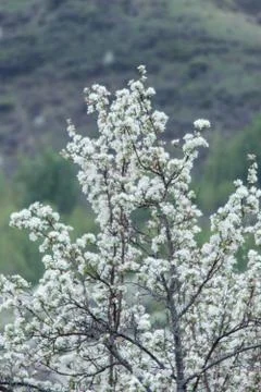 Blooming apple trees. Stock Photos
