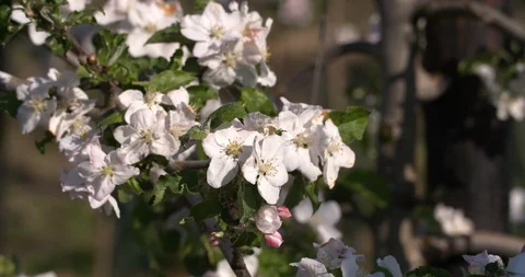 Blooming apple trees with pink blossom in orchard, Netherlands, 4K Vídeo Stock 106984114