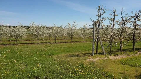 Blooming apple trees in Poland Stock Footage 131215424