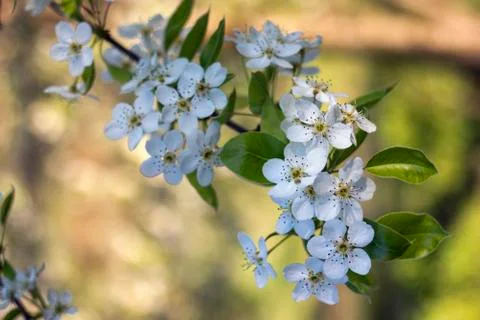 Blooming apple trees in spring, close up. Foto stock