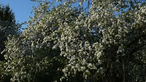 Blooming apple trees on a spring evening Stock Footage 146689869