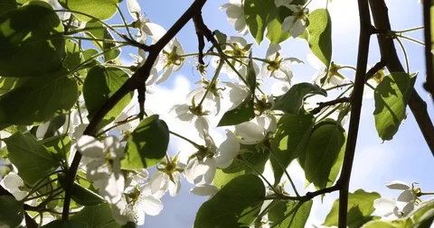 Blooming apple trees in spring Video stock 100868916